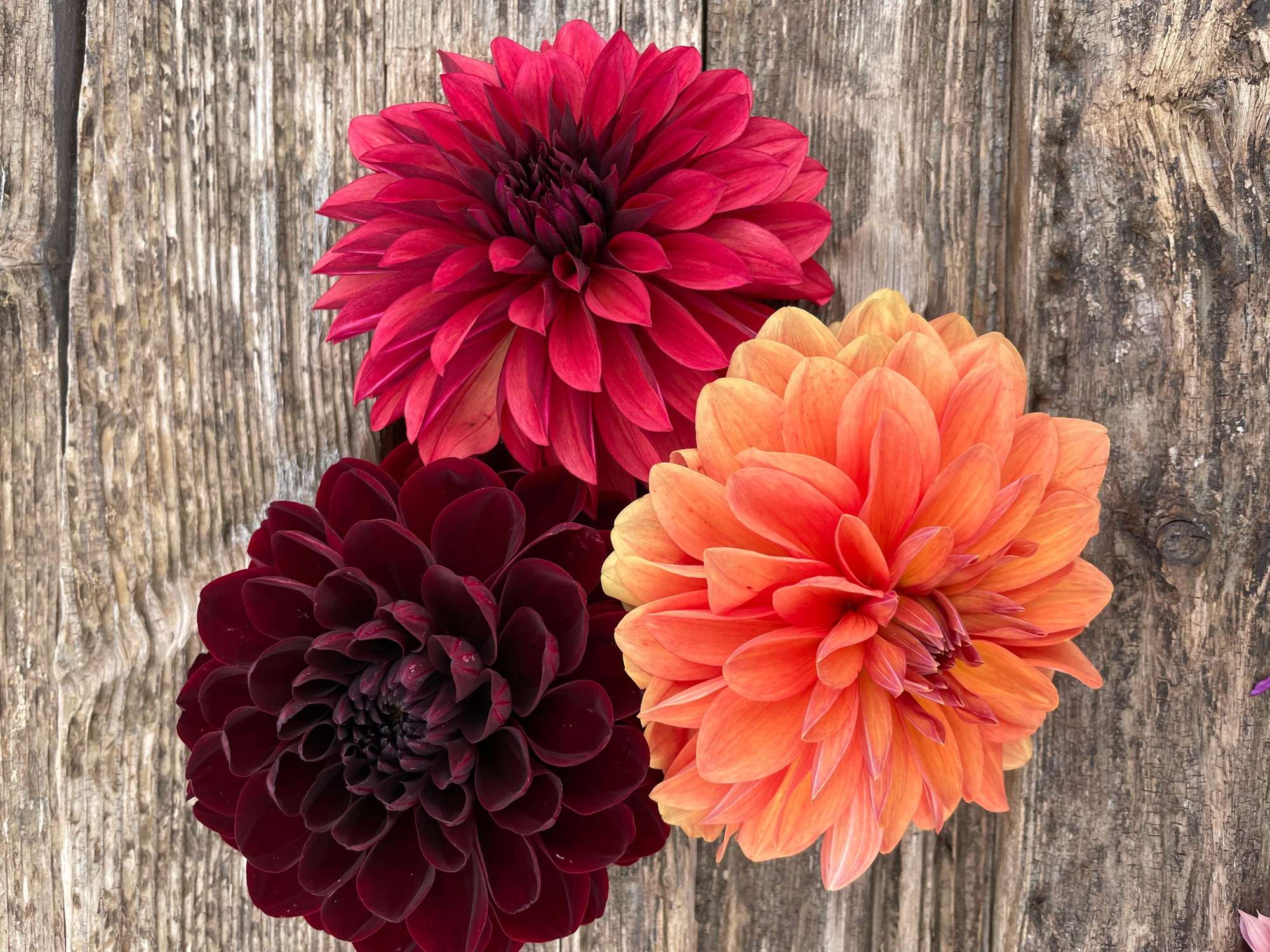 Dahliamix 'Dramatic'